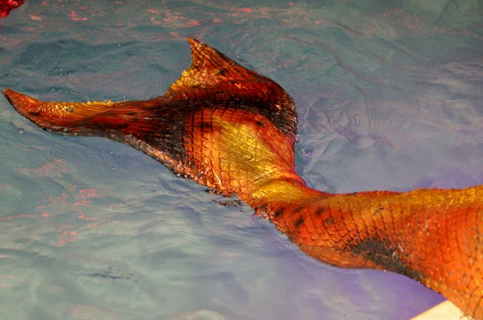 Mermaid Convention Photography #308<br>4,284 x 2,842<br>Published 9 years ago